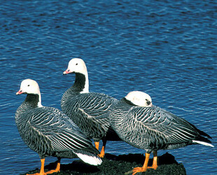 BIRDING AT CLAM LAGOON