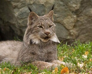 EXPLORE WILDLIFE AT THE ALASKA ZOO