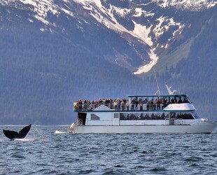ADVENTURES IN JUNEAU WHALE WATCH