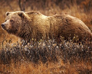 THE 'UNBEARABLE' KODIAK NATIONAL WILDLIFE REFUGE