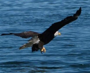 EXPLORING THE BALD EAGLE FESTIVAL