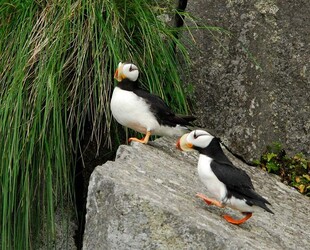 BIRDWATCHING AROUND SNAKE RIVER
