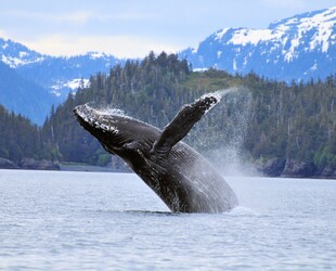 WITNESS THE WONDER OF WHALE WATCHING