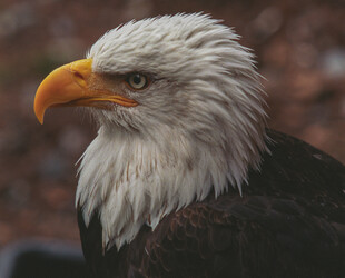 BIRDWATCHING AT THE ALASKA RAPTOR CENTER