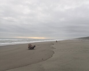 BEHOLD THE YAKUTAT TERN FESTIVAL