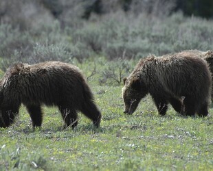 WALK THE PATHS IN THE TONGASS NATIONAL FOREST