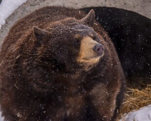 EXPLORE THE ZOONIVERSE AT CALGARY ZOO