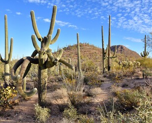 EXPLORE SAGUARO NATIONAL PARK