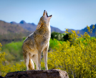 VISIT THE ARIZONA-SONORA DESERT MUSEUM