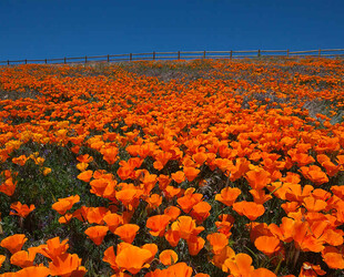 EXPLORE THE ANTELOPE VALLEY POPPY RESERVE