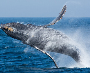 ENJOY WHALE WATCHING