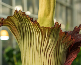 SMELL THE BLOOMS AT DENVER BOTANIC GARDENS