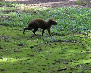 EXPLORING SANTA ROSA NATIONAL PARK