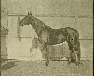 THE RED MILE, WHERE HORSES FLY