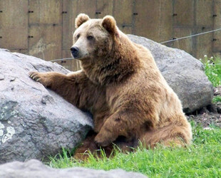 GRIZZLY ENCOUNTER WILDLIFE SANCTUARY SOJOURN