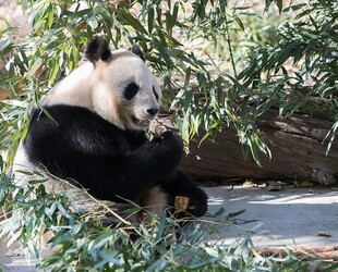 MEETING WILDLIFE AT THE KNOXVILLE ZOO