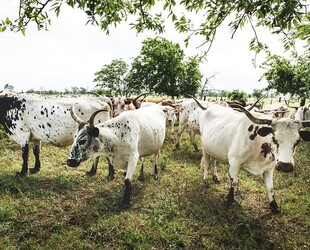 EXPERIENCING THE PIONEER PLAZA CATTLE DRIVE