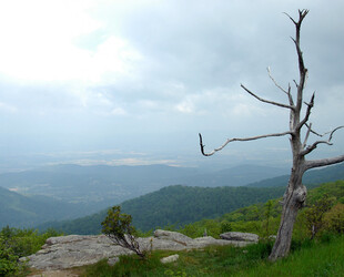 CAPTURING NATURAL BEAUTY AT SHENANDOAH NATIONAL PARK