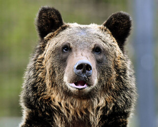 EXPERIENCE THE GRIZZLY BEAR RESEARCH CENTER