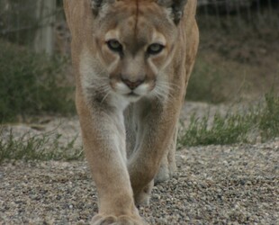 TAKE A WALK ON THE WILD SIDE AT CAT TALES ZOOLOGICAL PARK