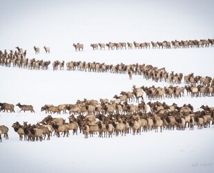 ELK REFUGE SLUMBER PARTY